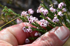 Erica umbelliflora