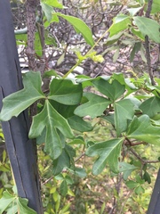 Cissus trifoliata