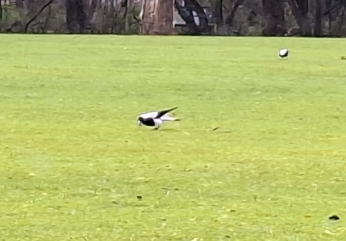Australian Magpie
