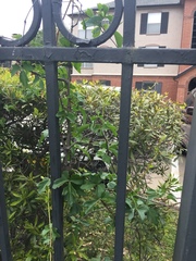 Cissus trifoliata