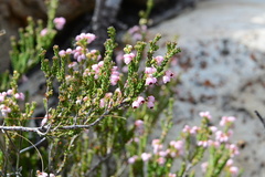 Erica umbelliflora