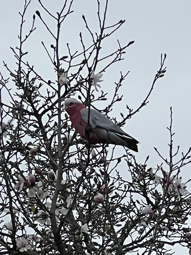 Galah