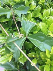 Cissus trifoliata