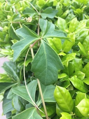 Cissus trifoliata