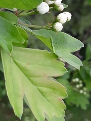 Phyllocoptes goniothorax