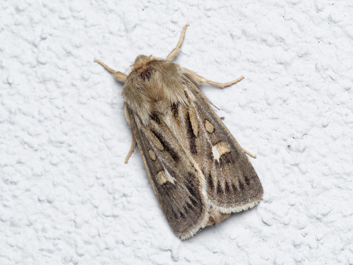 Antler Moth, photo 2 of 10