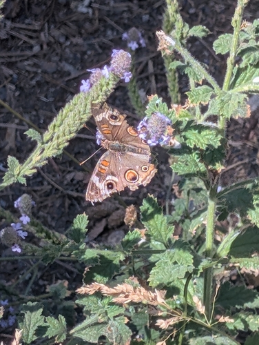 iNaturalist observation photo of Gray Buckeye