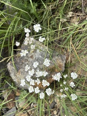 Giant Hogweed (Astrodaucus)