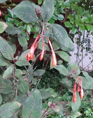 Fuchsia triphylla