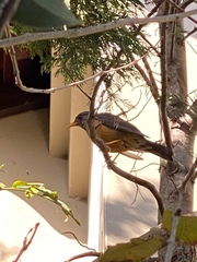 Turdus olivaceus