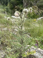 Cirsium echinus
