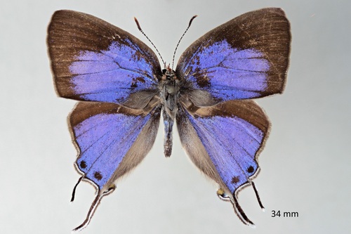 Azure Hairstreak