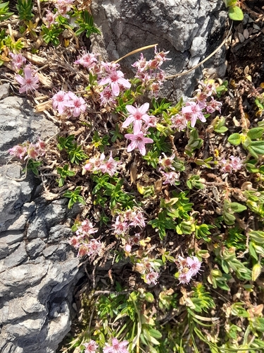 Arenaria purpurascens, photograph 2