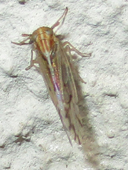 Peregrinus maidis