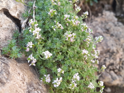 Petrocallis pyrenaica, photograph 2