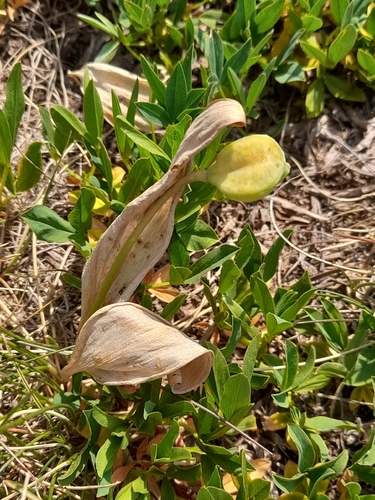 Erythronium dens-canis, photograph 2