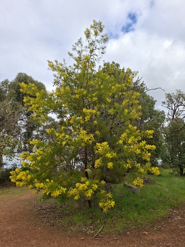 Acacia decurrens