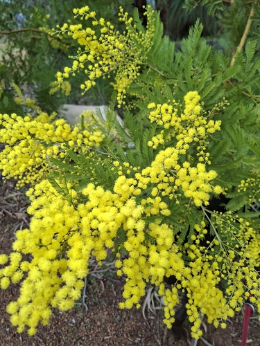 Acacia decurrens, photograph 2