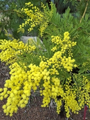 Acacia decurrens, photograph author not stated, no rights reserved