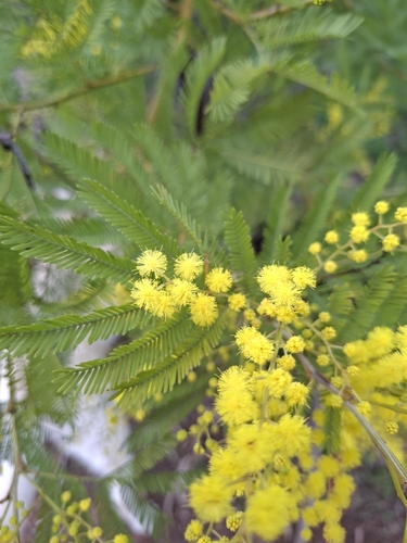 Acacia decurrens, photograph 3