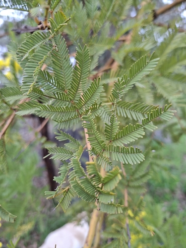 Acacia decurrens, photograph 4