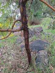 Acacia decurrens, photograph author not stated, no rights reserved