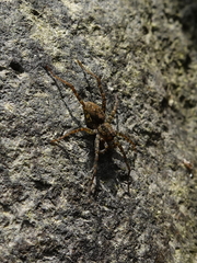 Pardosa sumatrana