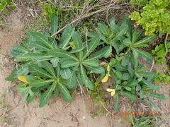 Sonchus megalocarpus