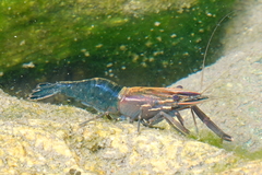 Macrobrachium laevis