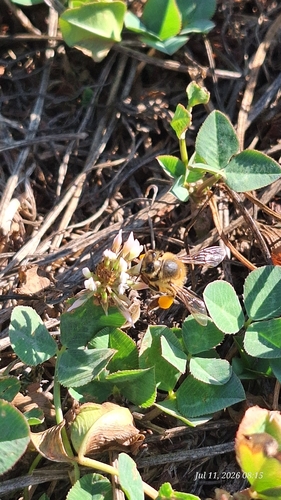 Image of Apis mellifera by (c) S.R., some rights reserved (CC BY)