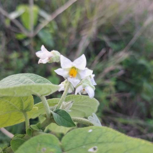 Solanum abutiloides