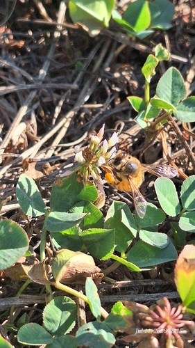 Image of Apis mellifera by (c) S.R., some rights reserved (CC BY)