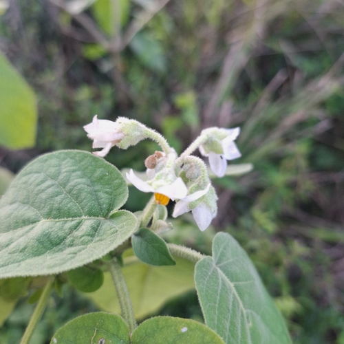 Solanum abutiloides, photograph 1