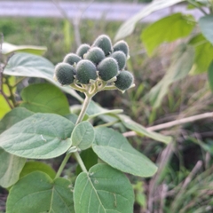 Solanum abutiloides, photograph (c) Greg Tasney, some rights reserved (CC BY-SA)
