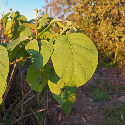 Solanum abutiloides, photograph 5