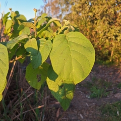 Solanum abutiloides, photograph (c) Greg Tasney, some rights reserved (CC BY-SA)