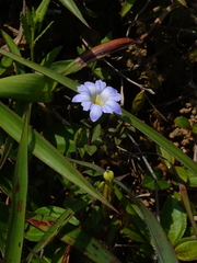 Gentiana loureiroi