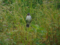 Sporophila telasco