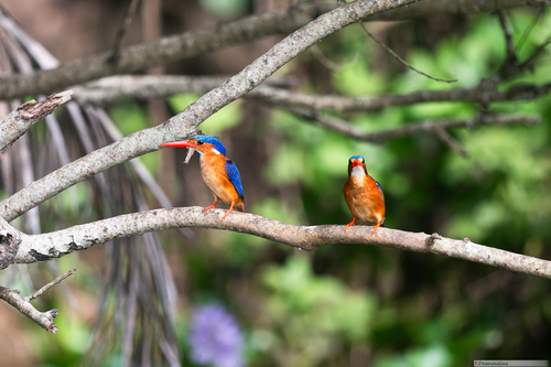 iNaturalist image