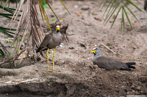 iNaturalist image