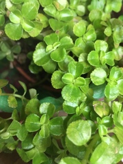 Pilea peploides major