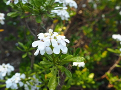 Iberis semperflorens