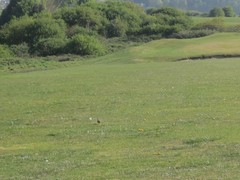 Alauda arvensis arvensis