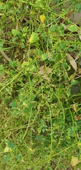 Chenopodium trigonon