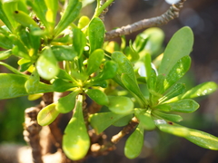 Iberis semperflorens