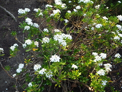 Iberis semperflorens