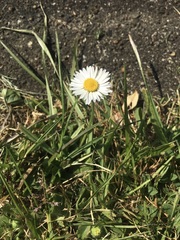 Bellis perennis