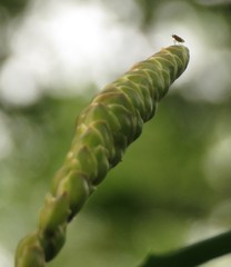 Aloe pluridens