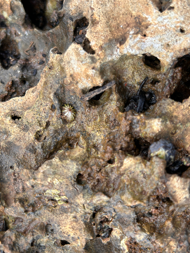 Siphonaria observed 2026-06-05