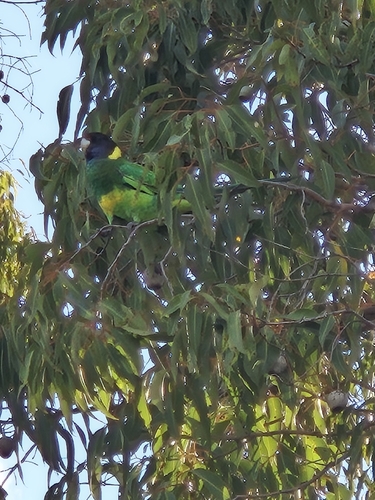Australian Ringneck